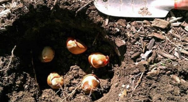 Je možné zasadit tulipány na jaře, kdy a jak provést postup